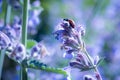 Lady beetle in field of mint flowers