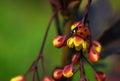 Ladybug, lady-beetle, ladybird on flower Royalty Free Stock Photo