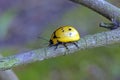 Ladybug or lady beetle Royalty Free Stock Photo