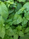 Ladybug on mint green leaf green background Royalty Free Stock Photo