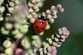 Ladybird ladybug beetle on a holly plant with flower buds close up