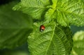 Ladybug or Ladybird Beetle on Lantana leaves