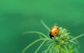 Ladybug or Ladybird Beetle on Larkspur bud