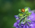 Ladybug or Ladybird Beetle on Larkspur bud