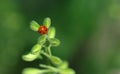 Ladybug or Ladybird Beetle on Larkspur bud