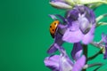 Ladybug or Ladybird Beetle on Larkspur flower