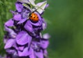 Ladybug or Ladybird Beetle on Larkspur flower