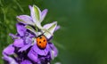 Ladybug or Ladybird Beetle on Larkspur flower