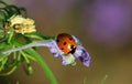 Ladybug or Ladybird Beetle on Larkspur flower