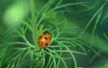 Ladybug or Ladybird Beetle on Larkspur plant