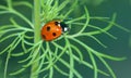Ladybug or Ladybird Beetle on Larkspur plant