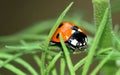 Ladybug or Ladybird Beetle on Larkspur plant