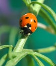 Ladybug or Ladybird Beetle on Larkspur plant