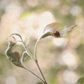 Ladybug (Ladybird) Beetle on Leaf. Square format. Royalty Free Stock Photo