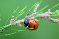 Ladybug, ladybird, eating moth eggs on aspargus Royalty Free Stock Photo