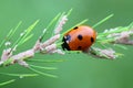 Ladybug, ladybird, eating moth eggs on aspargus Royalty Free Stock Photo