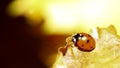 Ladybug ladybird on hand nature spring Royalty Free Stock Photo