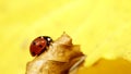 Ladybug ladybird on hand nature spring Royalty Free Stock Photo