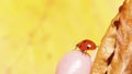 Ladybug ladybird on hand nature spring Royalty Free Stock Photo