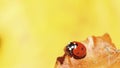 Ladybug ladybird on hand nature spring Royalty Free Stock Photo