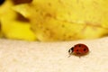 Ladybug ladybird on hand nature spring Royalty Free Stock Photo