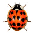 Ladybug ladybird, Harmonia axyridis