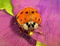 Ladybug, Harmonia axyridis eating aphids Royalty Free Stock Photo