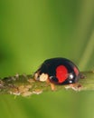 Ladybug (ladybird), Harmonia axyridis