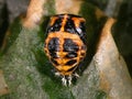 Ladybug, ladybird, Harmonia axyridis Royalty Free Stock Photo