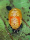 Ladybug ladybird, Harmonia axyridis. Pupa Royalty Free Stock Photo