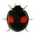 Ladybug ladybird, Harmonia axyridis Royalty Free Stock Photo