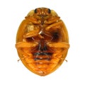 Ladybug, ladybird, Harmonia axyridis Royalty Free Stock Photo