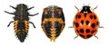 Ladybug, ladybird, Harmonia axyridis Royalty Free Stock Photo