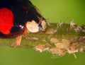 Ladybug (ladybird), Harmonia axyridis
