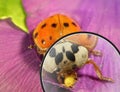 Ladybug (ladybird), Harmonia axyridis