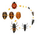 Ladybug ladybird, Harmonia axyridis. Life cycle. Royalty Free Stock Photo