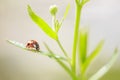 Ladybug or ladybird insect climbing