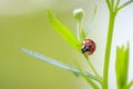 Ladybug or ladybird insect climbing