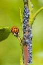 Ladybug or ladybird insect feeding on Aphid