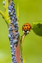 Ladybug or ladybird insect feeding on Aphid Royalty Free Stock Photo