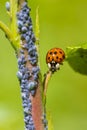 Ladybug or ladybird insect feeding on Aphid