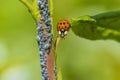 Ladybug or ladybird insect feeding on Aphid