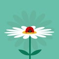 Ladybug Ladybird insect on white daisy chamomile. Royalty Free Stock Photo