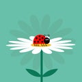 Ladybug Ladybird insect. White daisy chamomile. Cute growing flower plant collection. Love card. Camomile icon. Cartoon character.