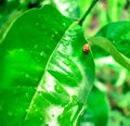 Ladybug / ladybird Royalty Free Stock Photo