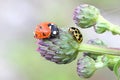 Ladybug, ladybird and ladybeetle Royalty Free Stock Photo