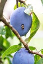 A ladybug or ladybird larva is eating from a fresh plum