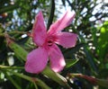 Ladybird in flower oleander Royalty Free Stock Photo