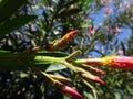 Ladybird and nerium aphid in oleander plant