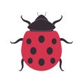 ladybug or ladybird red color and black spot dot cute little insect wild nature beautiful coccinella animal